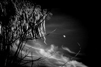 Moonrise Over The Trees - Black & White